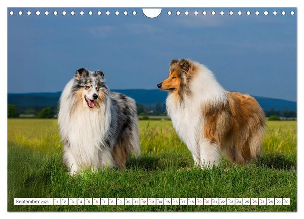 Produktbild: Der Collie - ein Hund f&uuml;rs Herz (Wandkalender 2026 DIN A4 quer), CALVENDO Monatskalender