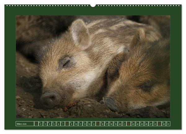 Produktbild: Schweinkram - Die Wildschweine sind los (hochwertiger Premium Wandkalender 2026 DIN A2 quer), Kunstdruck in Hochglanz