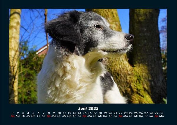 Produktbild: Der Hundekalender 2025 Fotokalender DIN A4