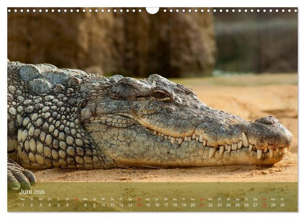 Produktbild: Alligatoren und Co. (Wandkalender 2026 DIN A3 quer), CALVENDO Monatskalender