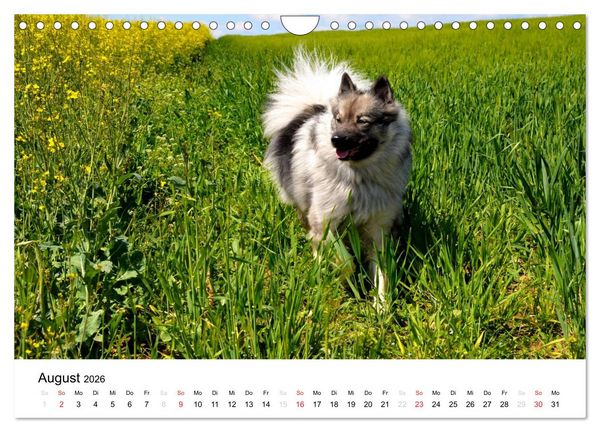 Produktbild: Der Wolfsspitz (Wandkalender 2026 DIN A4 quer), CALVENDO Monatskalender