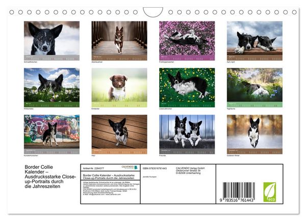 Produktbild: Border Collie Kalender &ndash; Ausdrucksstarke Close-up-Portraits durch die Jahreszeiten (Wandkalender 2027 DIN A4 quer), CALVENDO Monatskalender