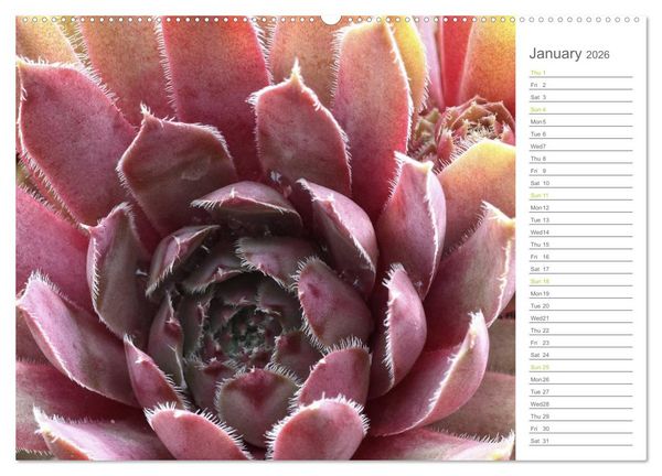 Produktbild: Sempervivum Fascinating Succulents (High Quality Premium Wall Calendar 2026 DIN A2 landscape),CALVENDO 12 Month Wall Calendar