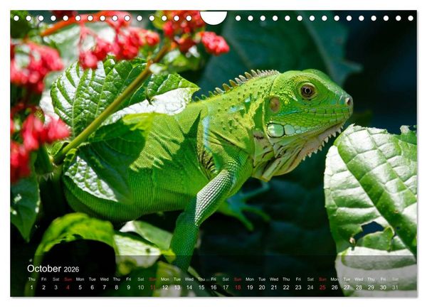 Produktbild: Reptiles Colorful beauties (Wall Calendar 2026 DIN A4 landscape), CALVENDO 12 Month Wall Calendar