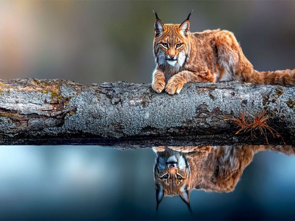 Produktbild: CALVENDO Puzzle Der Luchs | 1000 Teile Lege-Gr&ouml;&szlig;e 64x48cm Foto-Puzzle f&uuml;r gl&uuml;ckliche Stunden
