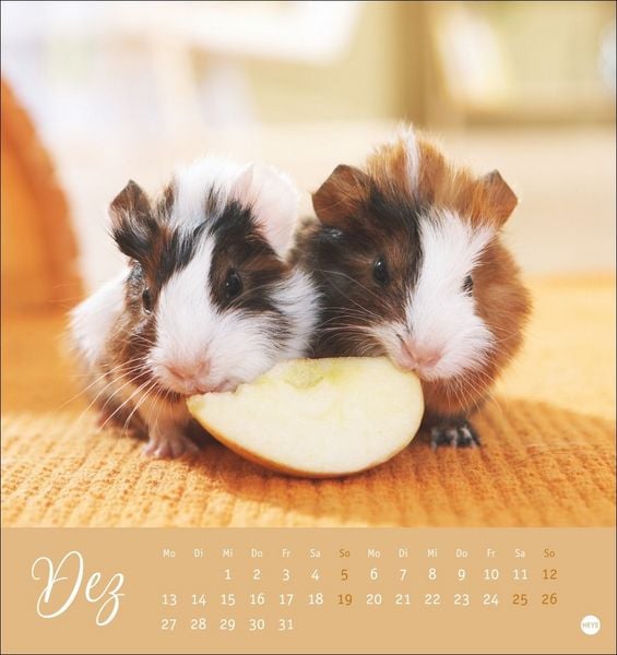 Produktbild: Kuschelige Meerschweinchen Postkartenkalender 2027