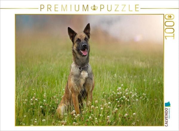 CALVENDO Puzzle Ein Motiv aus dem Kalender Traumhund Malinois | 1000 Teile Lege-Größe 64x48cm Foto-Puzzle für glückliche Stunden