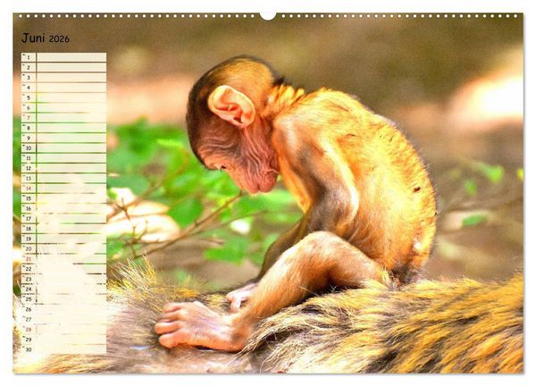 Produktbild: Zauberhafte Affenkinder. S&uuml;&szlig;er geht&acute;s nicht! (hochwertiger Premium Wandkalender 2026 DIN A2 quer), Kunstdruck in Hochglanz