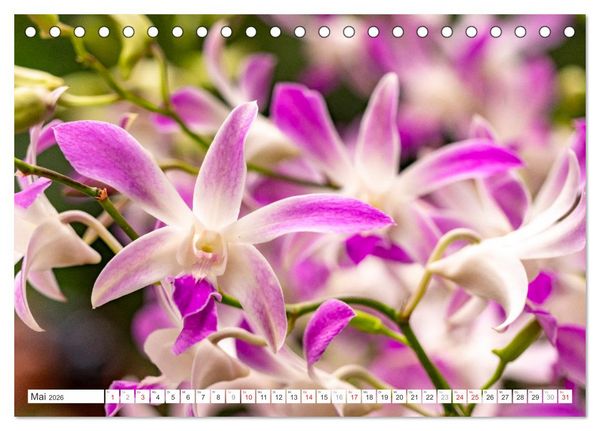 Produktbild: Orchidaceae - Orchideen (Tischkalender 2026 DIN A5 quer), CALVENDO Monatskalender