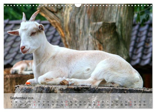 Produktbild: Ziegen. Kluge Freigeister (Wandkalender 2026 DIN A3 quer), CALVENDO Monatskalender