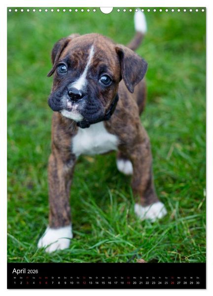 Produktbild: Deutsche Boxer Babys... (Wandkalender 2026 DIN A3 hoch), CALVENDO Monatskalender