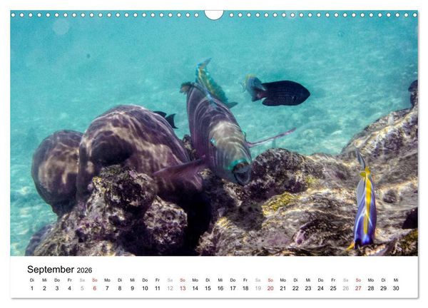 Produktbild: Unterwasserwelt der Malediven I (Wandkalender 2026 DIN A3 quer), CALVENDO Monatskalender