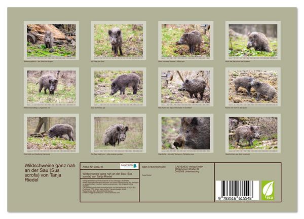 Produktbild: Wildschweine ganz nah an der Sau (Sus scrofa) von Tanja Riedel (Wandkalender 2026 DIN A4 quer), CALVENDO Monatskalender