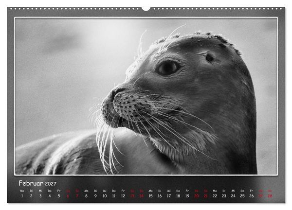 Produktbild: Tieren ins Gesicht geschaut (hochwertiger Premium Wandkalender 2027 DIN A2 quer), Kunstdruck in Hochglanz