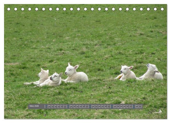 Produktbild: Schottlands Highland Schafe (Tischkalender 2026 DIN A5 quer), CALVENDO Monatskalender