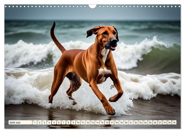 Produktbild: Rhodesian Ridgeback - Athlet mit R&uuml;ckenkamm (Wandkalender 2026 DIN A3 quer), CALVENDO Monatskalender