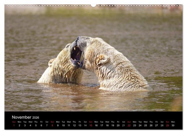 Produktbild: POLAR BEARS - ARCTIC LEGENDS (High Quality Premium Wall Calendar 2026 DIN A2 landscape),CALVENDO 12 Month Wall Calendar