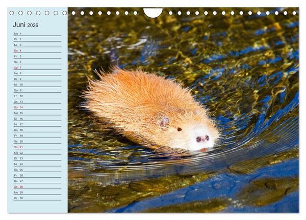 Produktbild: Wir sind die Stars am Wasser (Wandkalender 2026 DIN A4 quer), CALVENDO Monatskalender