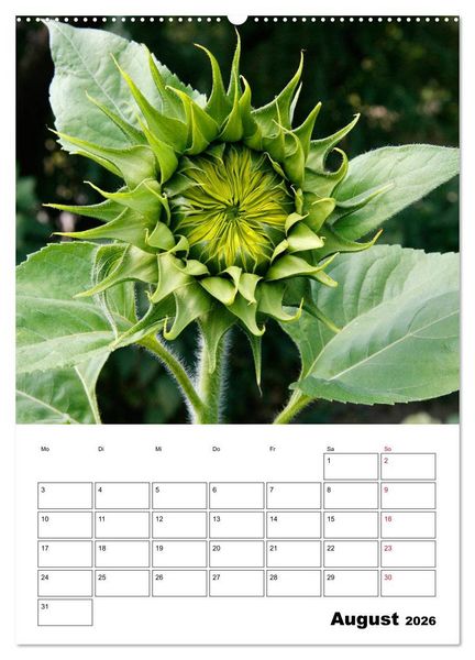 Produktbild: Leuchtende Sonnenblumen (Wandkalender 2026 DIN A2 hoch), CALVENDO Monatskalender