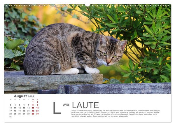 Produktbild: Katzen ABC (hochwertiger Premium Wandkalender 2026 DIN A2 quer), Kunstdruck in Hochglanz