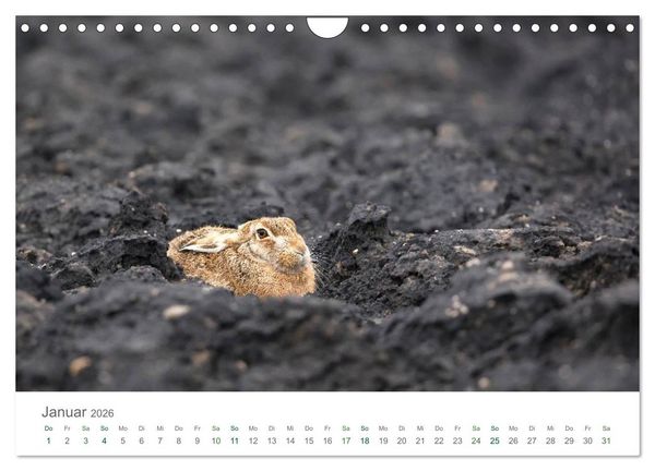 Produktbild: Feldhasen - dem Langohr auf der Spur (Wandkalender 2026 DIN A4 quer), CALVENDO Monatskalender