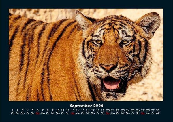 Produktbild: Tiger 2026 Fotokalender DIN A4