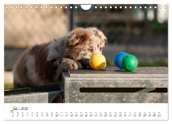 Produktbild: Aussie Welpen 2026 (Wandkalender 2026 DIN A4 quer), CALVENDO Monatskalender