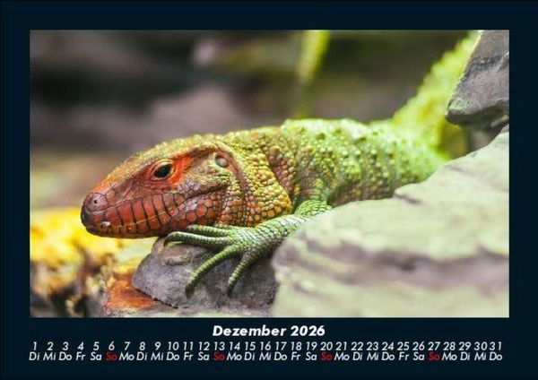 Produktbild: Tierkalender 2026 Fotokalender DIN A5