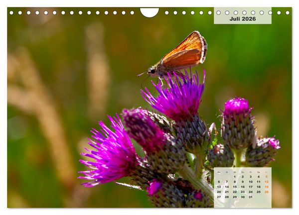 Produktbild: Niedersachsens Moorlandschaften - Das Pietzmoor, Schneverdingen (Wandkalender 2026 DIN A4 quer), CALVENDO Monatskalender
