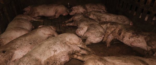 Produktbild: Food for Profit