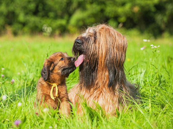 Produktbild: CALVENDO Puzzle Briard- H&uuml;ndin mit einem ihrer Welpen | 1000 Teile Lege-Gr&ouml;&szlig;e 64x48cm Foto-Puzzle f&uuml;r gl&uuml;ckliche Stunden