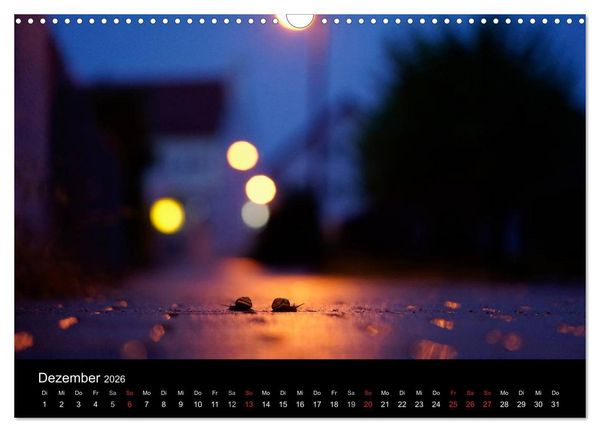 Produktbild: Kleine B&auml;nderschnecke ganz gro&szlig; - Gem&uuml;tlich durch das neue Jahr (Wandkalender 2026 DIN A3 quer), CALVENDO Monatskalender