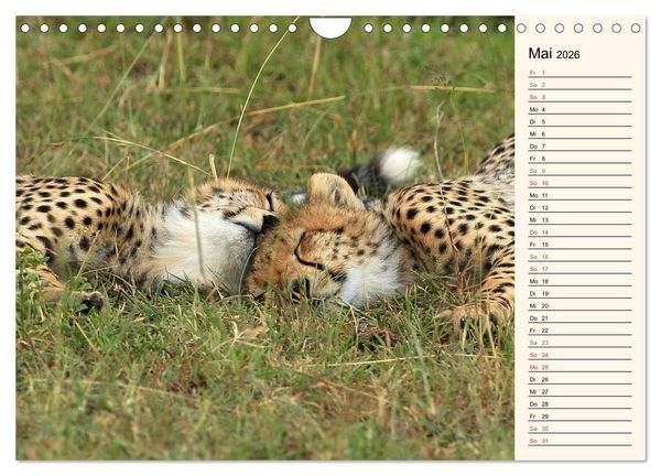 Produktbild: Geparden - Ein Leben in Afrika (Wandkalender 2026 DIN A4 quer), CALVENDO Monatskalender