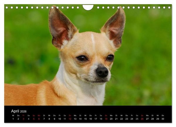 Produktbild: Chihuahua - Kleine Hunde ganz gro&szlig; (Wandkalender 2026 DIN A4 quer), CALVENDO Monatskalender