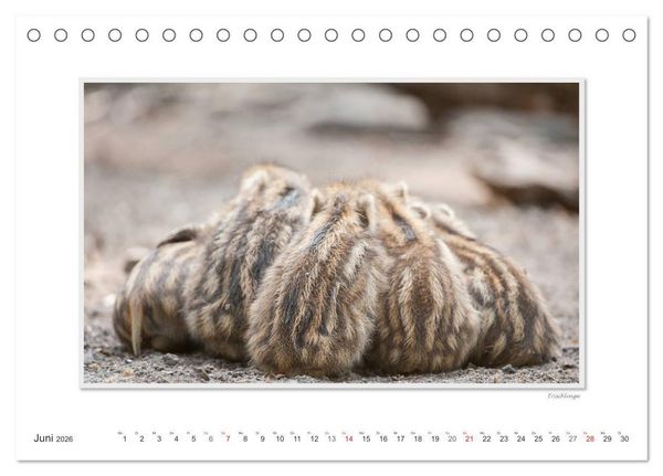 Produktbild: Emotionale Momente: Das Wildschwein. / CH-Version (Tischkalender 2026 DIN A5 quer), CALVENDO Monatskalender