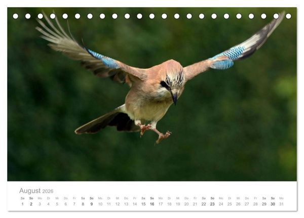 Produktbild: V&ouml;gel in unseren G&auml;rten 2026 (Tischkalender 2026 DIN A5 quer), CALVENDO Monatskalender