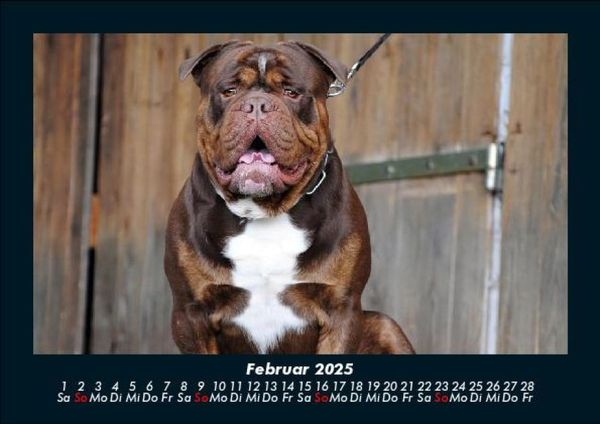 Produktbild: Hunde 2025 Fotokalender DIN A5