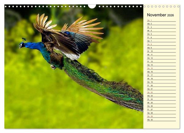 Produktbild: Pfaue. Pr&auml;chtig und schillernd (Wandkalender 2026 DIN A3 quer), CALVENDO Monatskalender