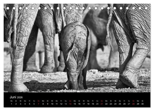Produktbild: Elefanten Schwarz - Weiss (Tischkalender 2026 DIN A5 quer), CALVENDO Monatskalender