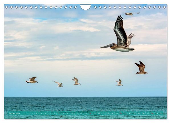 Produktbild: Florida &ndash; sunny beaches and mysterious swamps (Wall Calendar 2026 DIN A4 landscape), CALVENDO 12 Month Wall Calendar