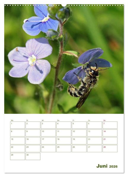 Produktbild: Wildbienen-Terminplaner 2026 (Wandkalender 2026 DIN A2 hoch), CALVENDO Monatskalender