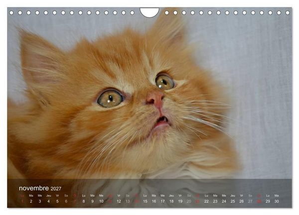 Produktbild: Mine de chat (Calendrier mural 2027 DIN A4 vertical), CALVENDO calendrier mensuel