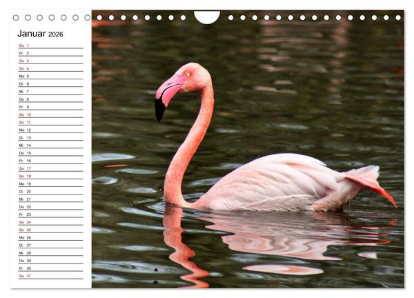Produktbild: Elegante Flamingo (Wandkalender 2026 DIN A4 quer), CALVENDO Monatskalender