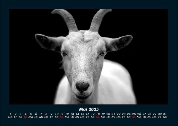 Produktbild: Tiere auf dem Bauernhof 2025 Fotokalender DIN A4