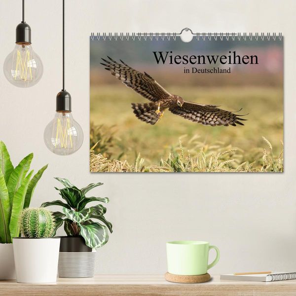 Produktbild: Wiesenweihen in Deutschland (Wandkalender 2026 DIN A4 quer), CALVENDO Monatskalender