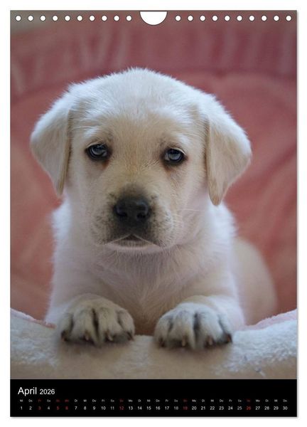 Produktbild: Labrador Welpen (Wandkalender 2026 DIN A4 hoch), CALVENDO Monatskalender