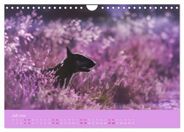 Produktbild: Fantastische Bullterrier - Sieger im Herzen (Wandkalender 2026 DIN A4 quer), CALVENDO Monatskalender