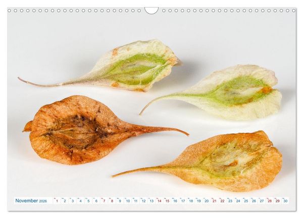 Produktbild: Wundersch&ouml;ne Kleinigkeiten (Wandkalender 2026 DIN A3 quer), CALVENDO Monatskalender