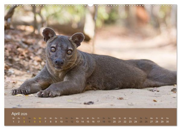 Produktbild: Madagaskars wundersame Tierwelt (Wandkalender 2026 DIN A2 quer), CALVENDO Monatskalender