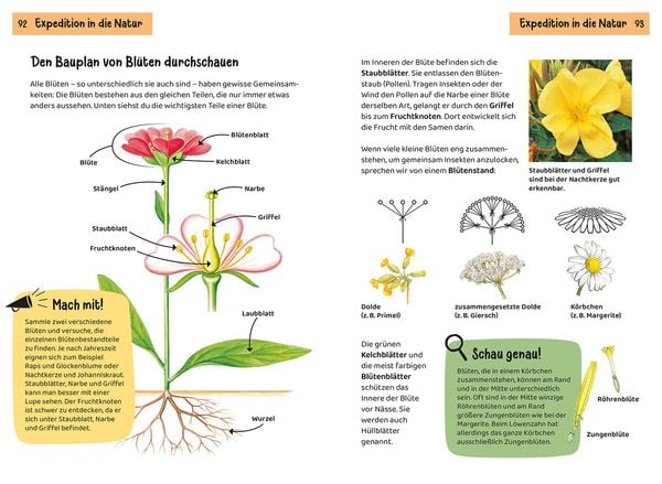 Produktbild: Was bl&uuml;ht denn da? Kindernaturf&uuml;hrer